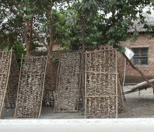 Silkworms for sell.